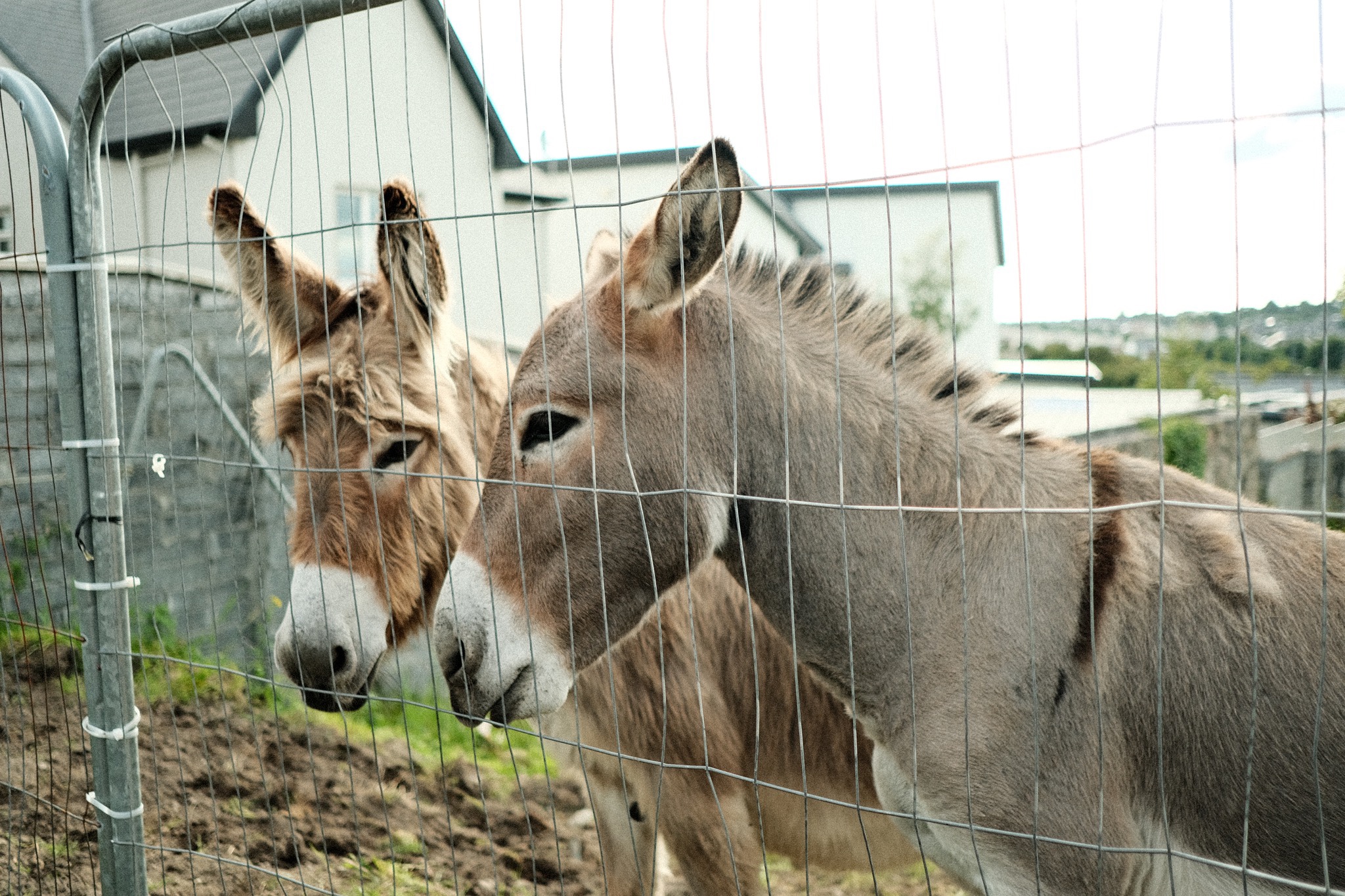 Donkeys!