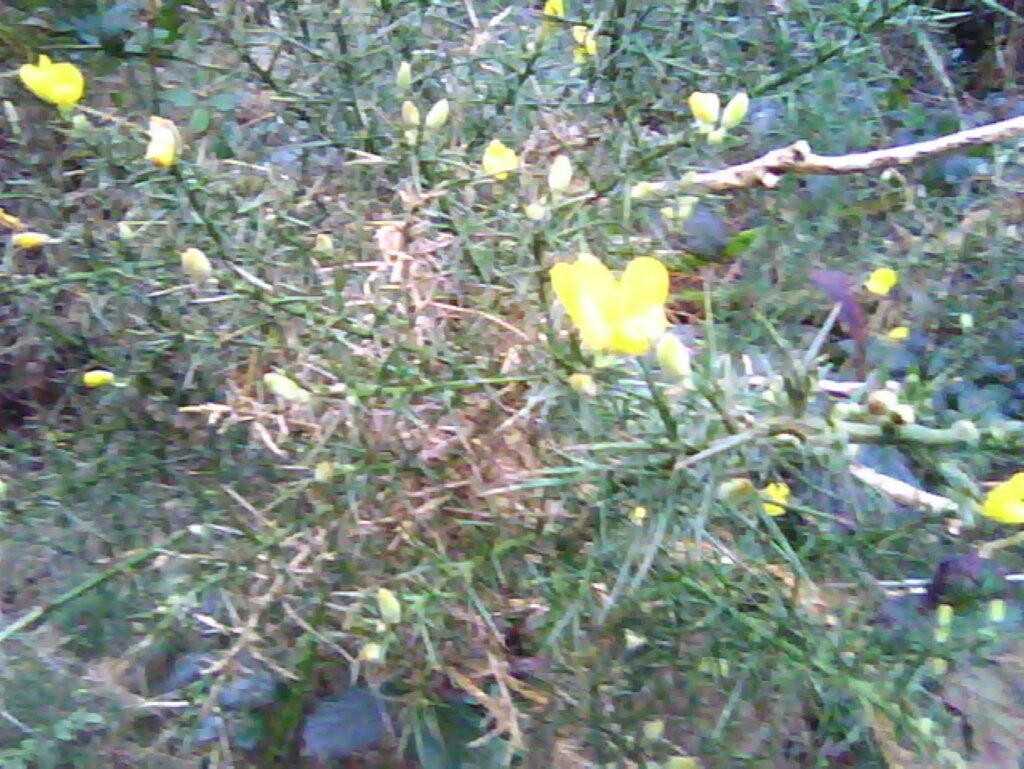 Gorse flowers opening and in bud.