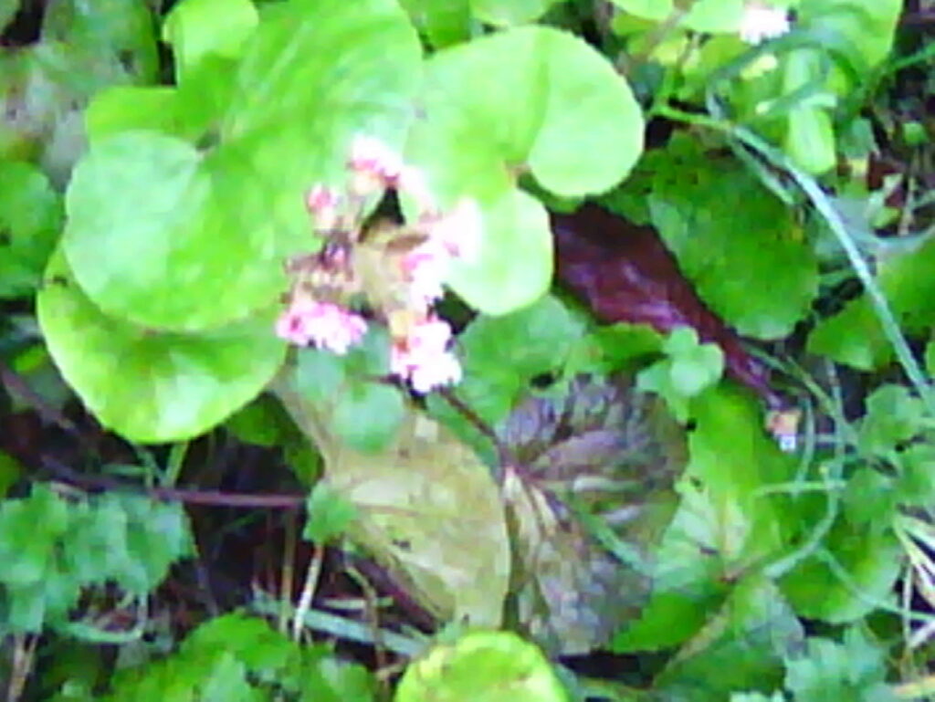 Flowers we spotted among the hedgerow. 