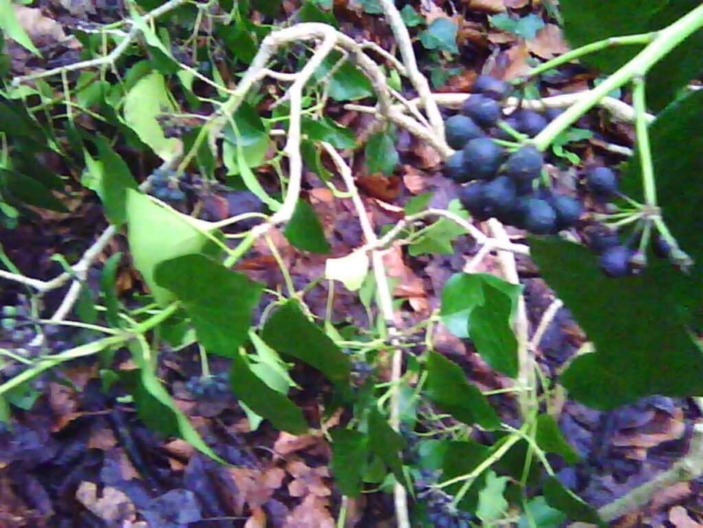 Purple berries for the birds.