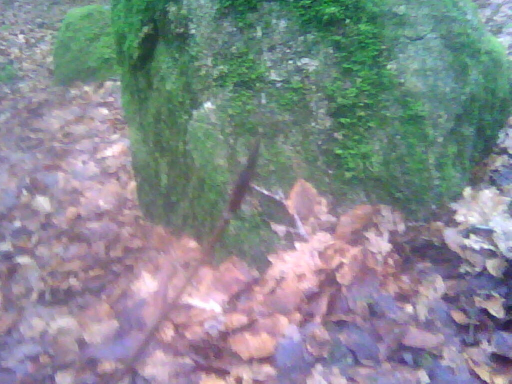 A bud in the foreground with a mossy rock behind.