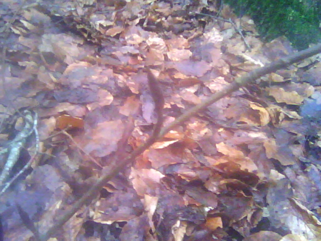 A bud in the foreground with fallen leaves in the background.