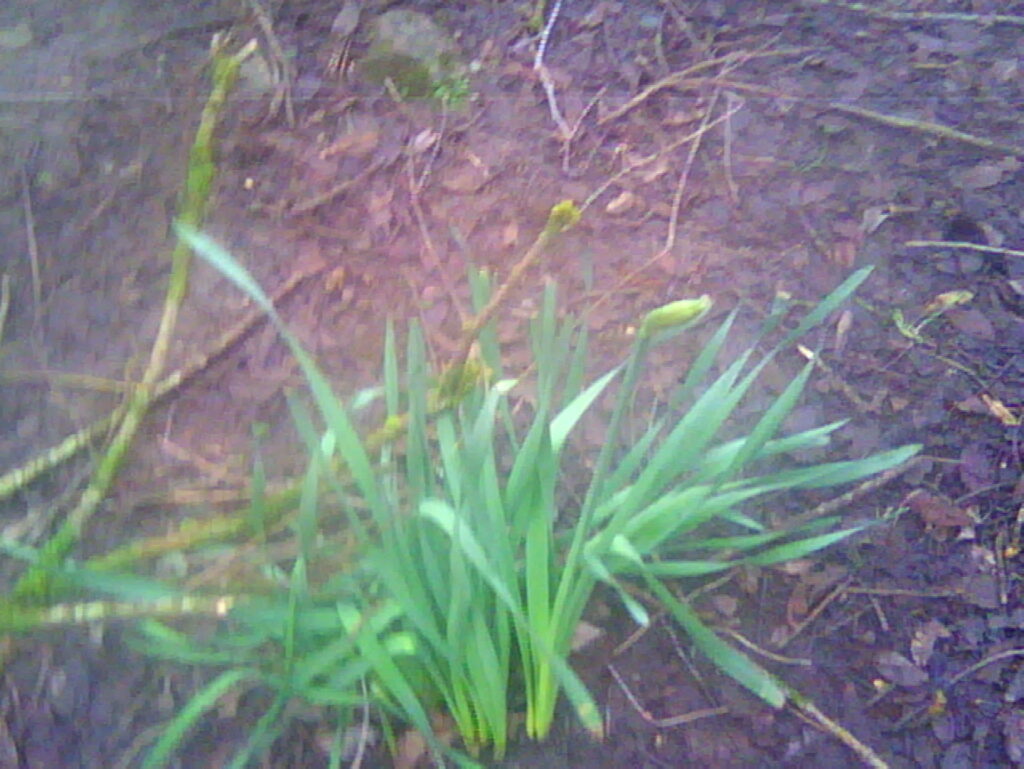 Daffodils in bud.